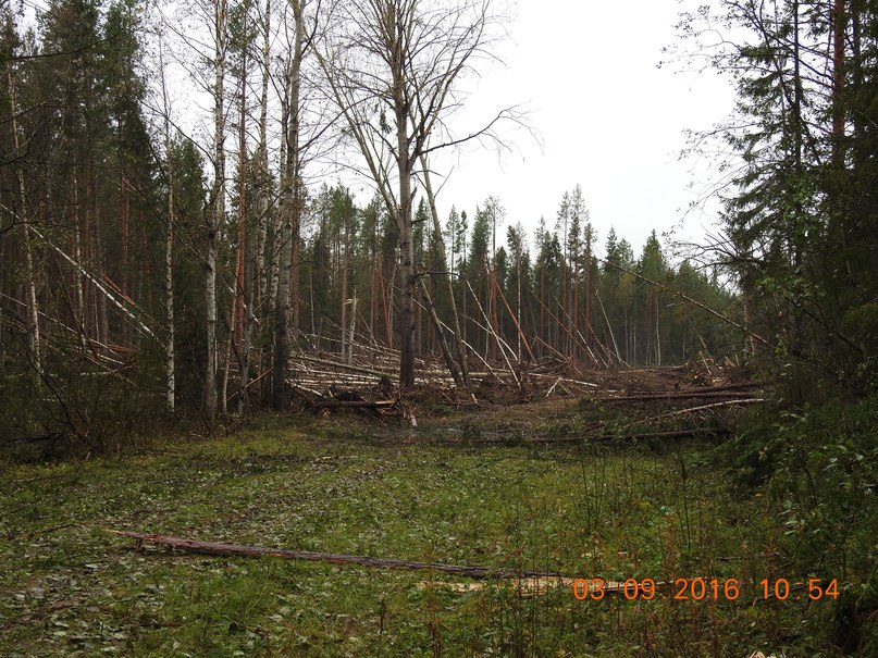 Trees lie scattered in a circle several hundred meters in diametre. (Photo courtesy of the Pinega municipality)