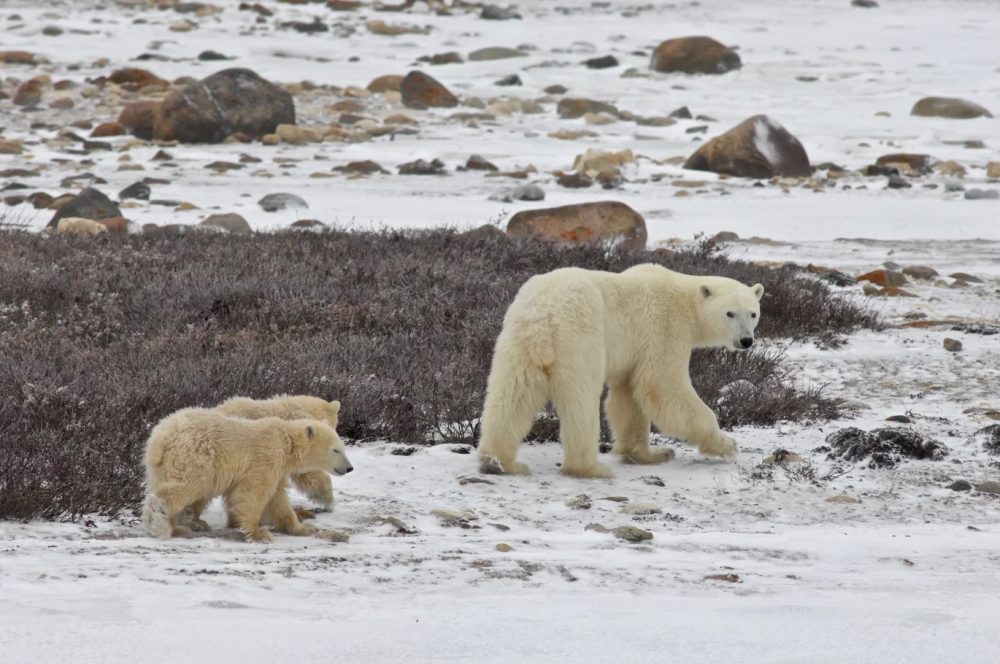 Hudson shore near Churchill, Nov. 2015. Cubs are born in dens in the early spring. They will stay with their mother for about two years as she teaches them how to hunt seals. To do that they must have sea-ice and as the ice free season lengthens more bears will die of slow starvation. (Andrew Derocher / University of Alberta)