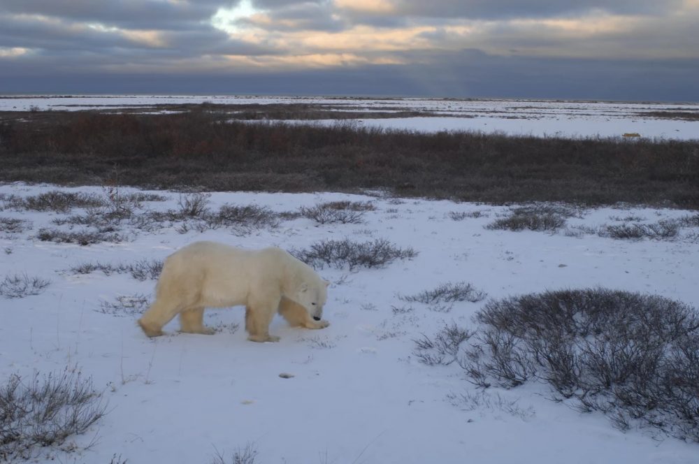 (Andrew Derocher / University of Alberta)