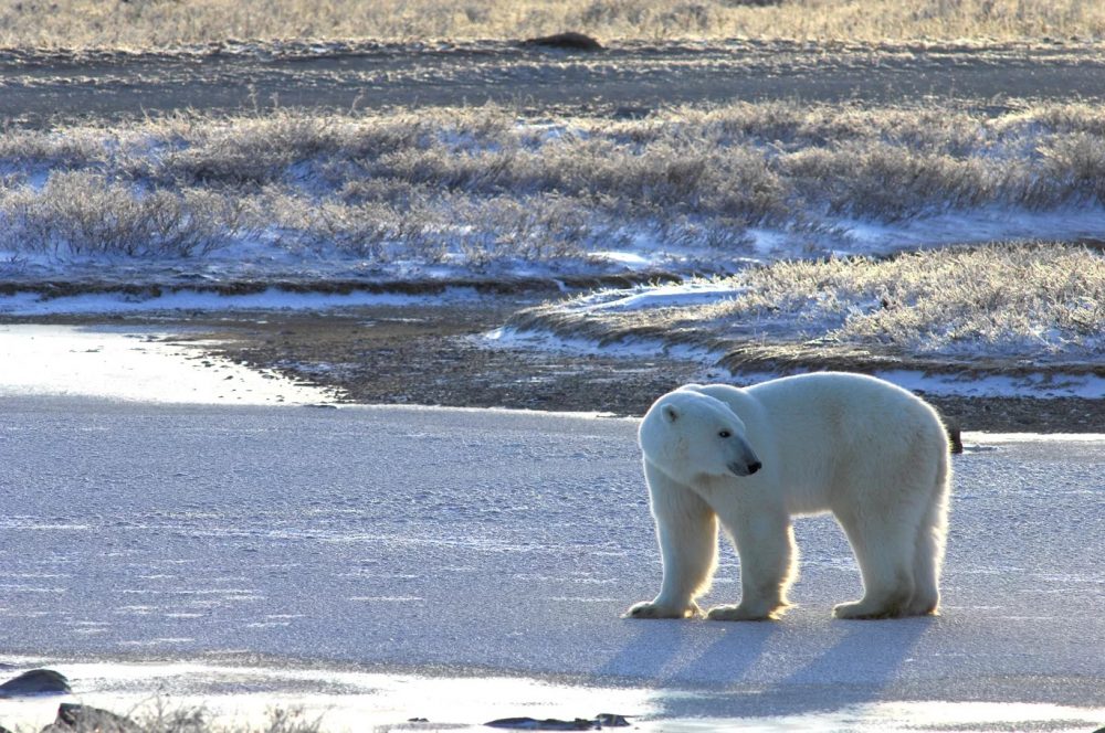Churchill Manitoba, Nov. 2015. A thin bear testing the ice near shore. The new study shows land-based foods can never replace the rich seal meat the bears need. With shorter ice seasons, more bears will starve, and they may disappear completely from the Hudson region in a few decades. (Andrew Derocher / University of Alberta)