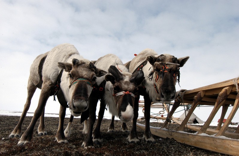 There are too many animals on the tundra, according to Yamal-Nenets authorities. (Thomas Nilsen / The Independent Barents Observer)