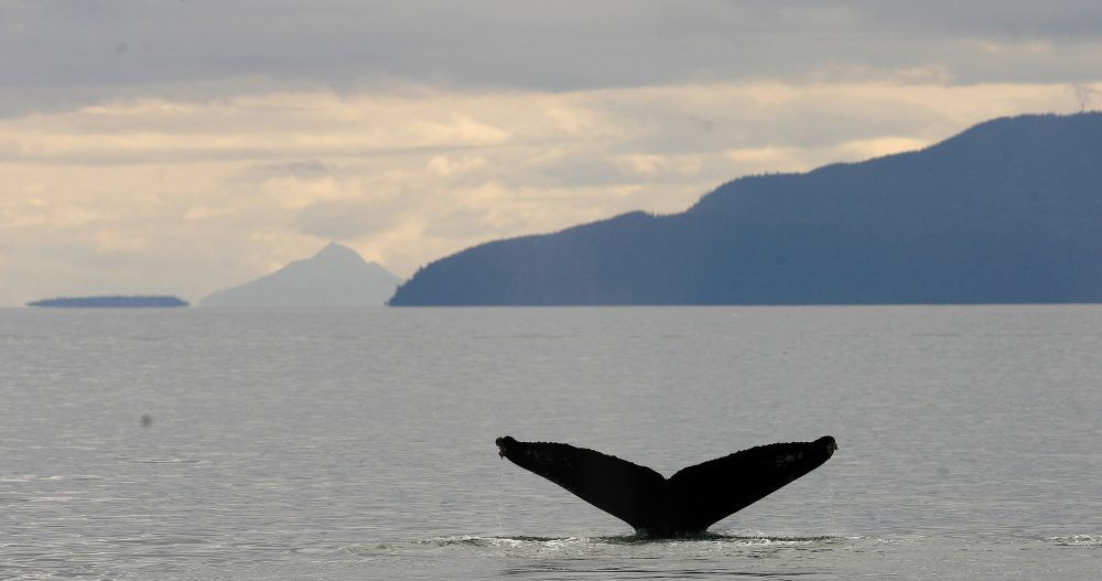 A humpback whale dives in the waters of Prince William Sound near the town of Valdez, Alaska August 9, 2008. (Lucas Jackson / REUTERS)