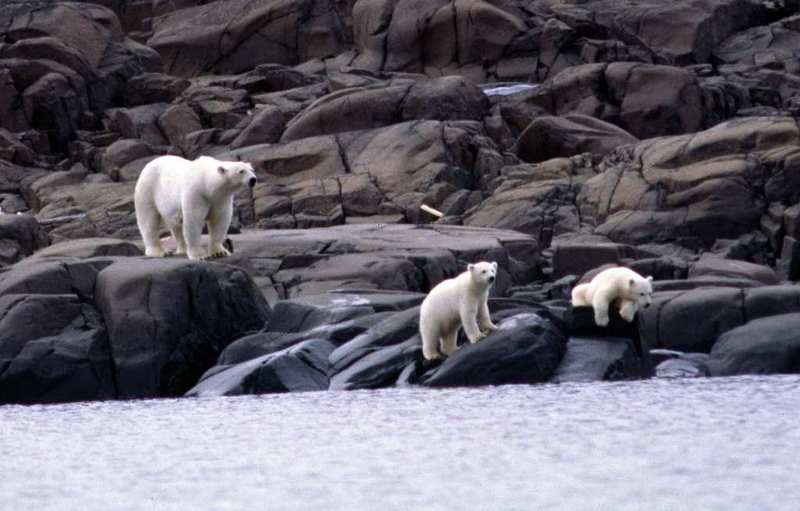 Russian researchers spent days trying to scare off the polar bears encroaching on their weather station before help came. File photo. (Thomas Nilsen/ The Independent Barents Observer)