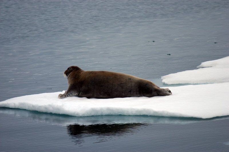 Only 2007 had less sea ice by the end of the season than this year. (Thomas Nilsen / The Independent Barents Observer)