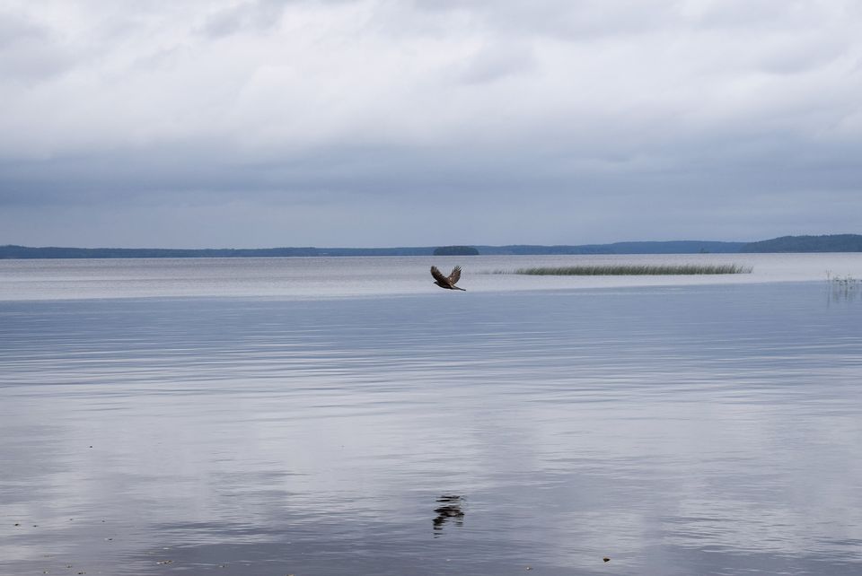 Nuasjärvi Lake is the end point for one of the mine's waste water pipelines. (Pasi Peiponen / Yle)