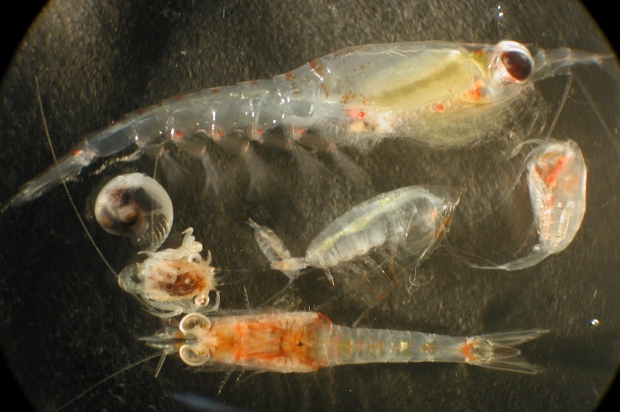 Zooplankton are showing increasing interaction with microplastics. (submitted by Matt Wilson, Jay Clark / NOAA)