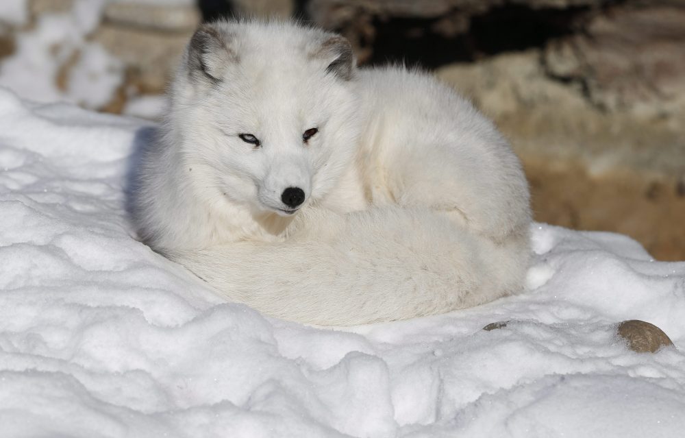 Nola the arctic fox curls up on the snow, at Denver Zoo. (Brennan Linsley/AP Photo)