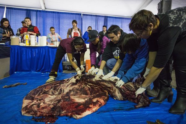 Marjorie Tahbone, left, enlists volunteer help as cuts the blubber off of a ringed seal, or natchiq, during a demonstration on the first day of the Elders and Youth Conference at the Carlson Center in Fairbanks on Monday, Oct. 17, 2016. (Loren Holmes / Alaska Dispatch News)