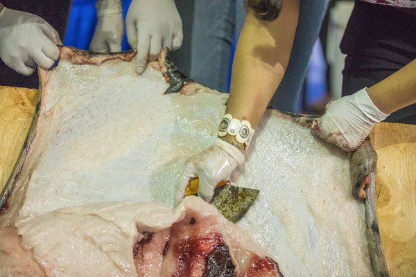 Marjorie Tahbone cuts blubber off of a ringed seal during a seal butchering demonstration on the first day of the Elders and Youth Conference at the Carlson Center in Fairbanks on Monday, Oct. 17, 2016. (Loren Holmes / Alaska Dispatch News)