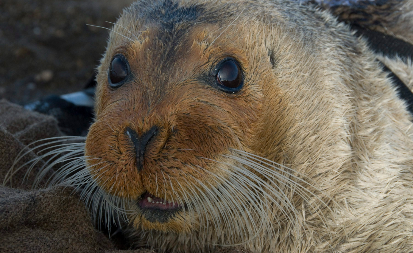 A bearded seal in Kotzebue, Alaska in 2006. (Michael Cameron/NOAA Fisheries Service via AP/The Canadian Press)