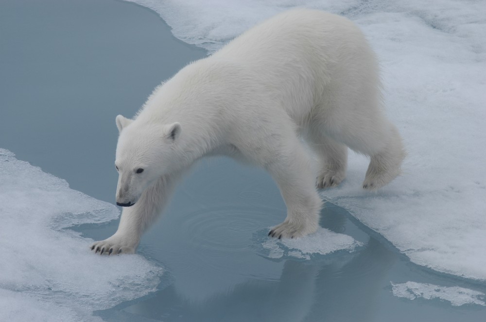 Arctic sea ice is melting and the polar bear finds it harder to hunt for seals. (Thomas Nilsen/The Independent Barents Observer)