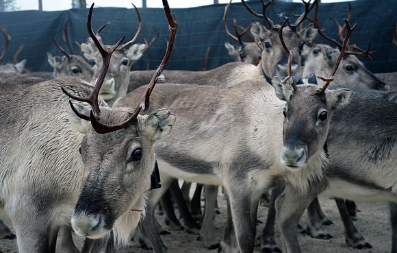 Reindeer in a roundup enclosure. (Sanna Kähkönen / Yle)