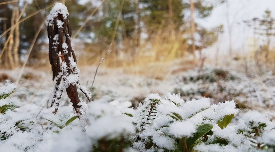 Some areas of Lapland are covered in a thin layer of snow but it's not yet enough to be officially be called the season's first snow. ( Jonne Järvinen / Yle)