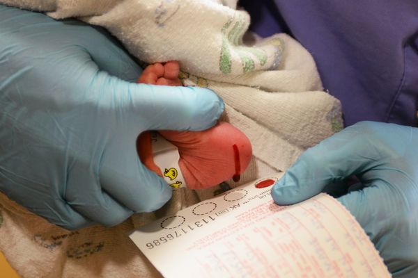 Blood samples are taken from a 1-day-old infant in November 2014 at Alaska Native Medical Center. The blood was drawn for screening for numerous conditions, including CPT1A, which occurs in some Alaska Native people and other Arctic indigenous people. (Erik Hill / ADN archive 2014)