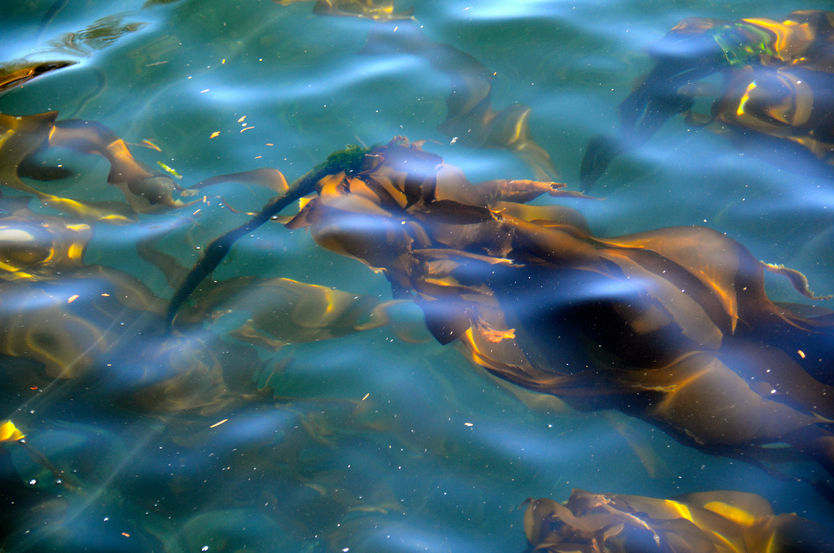 Will a fledgling kelp farm industry take off in Alaska? (iStock)