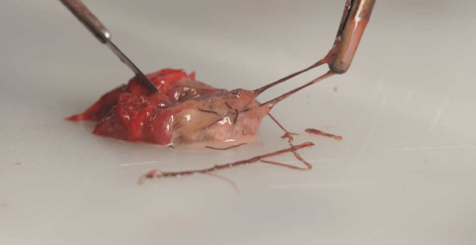 Is climate change making the muskoxen sick on Victoria Island? – Eye on