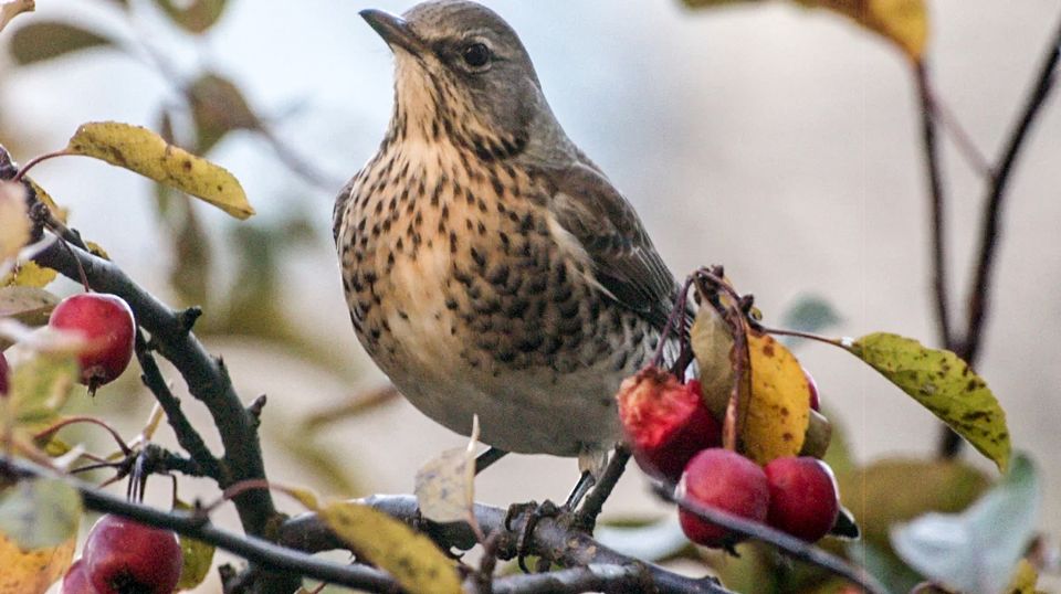 The fieldfare is a member of the thrush family that breeds in Finland, but moves south for the winter. (Stina Siren / Yle)