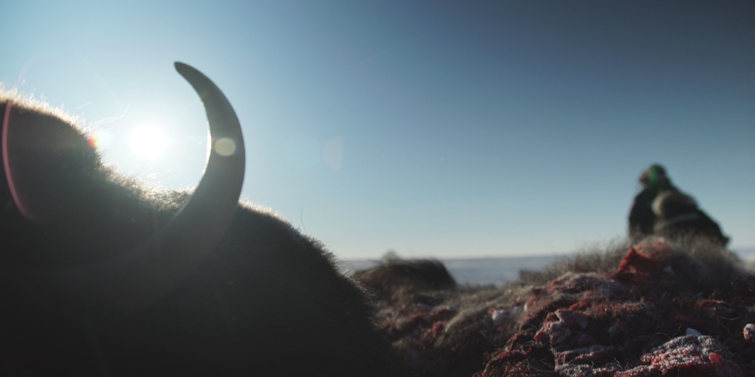 Sick muskoxen are increasingly common on Victoria Island say hunters. (Eye on the Arctic)