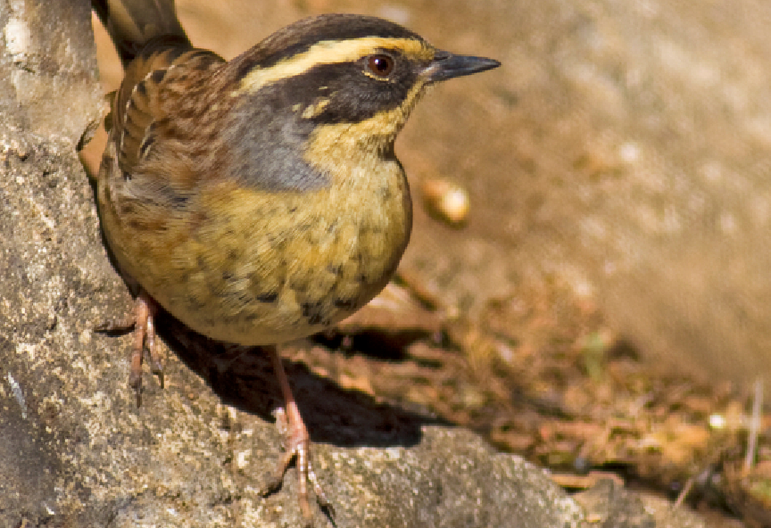 For unknown reasons, the Siberian accentor (pictured above) is being found in Finland by the thousands. (iStock)