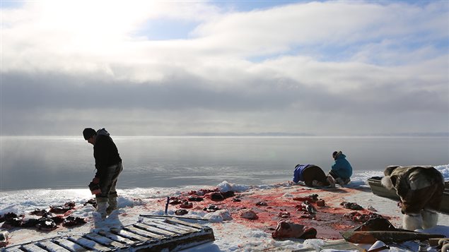 Isuaqtuq, Joannie and Perry Ikkidluak butchering bearded seal. (Alethea Arnaquq-Baril)