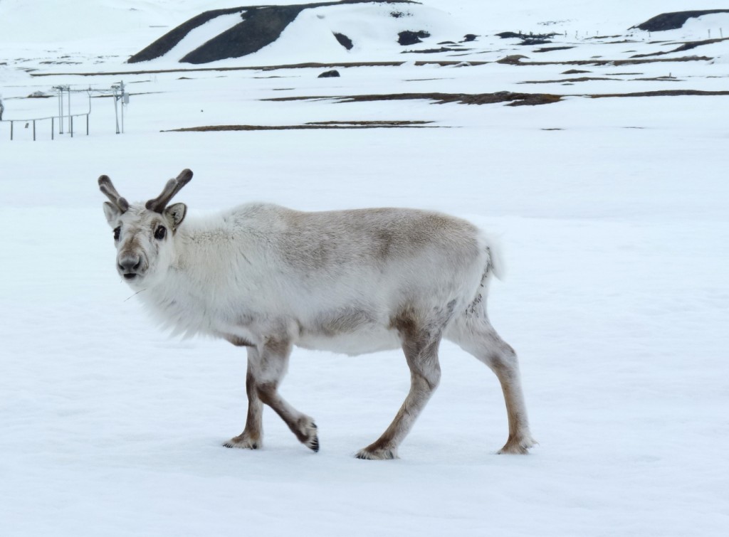 Svalbard’s sturdy reindeer are adapting to climate change. In Siberia, thousands of animals have died of starvation. (Irene Quaile/Deutsche Welle)