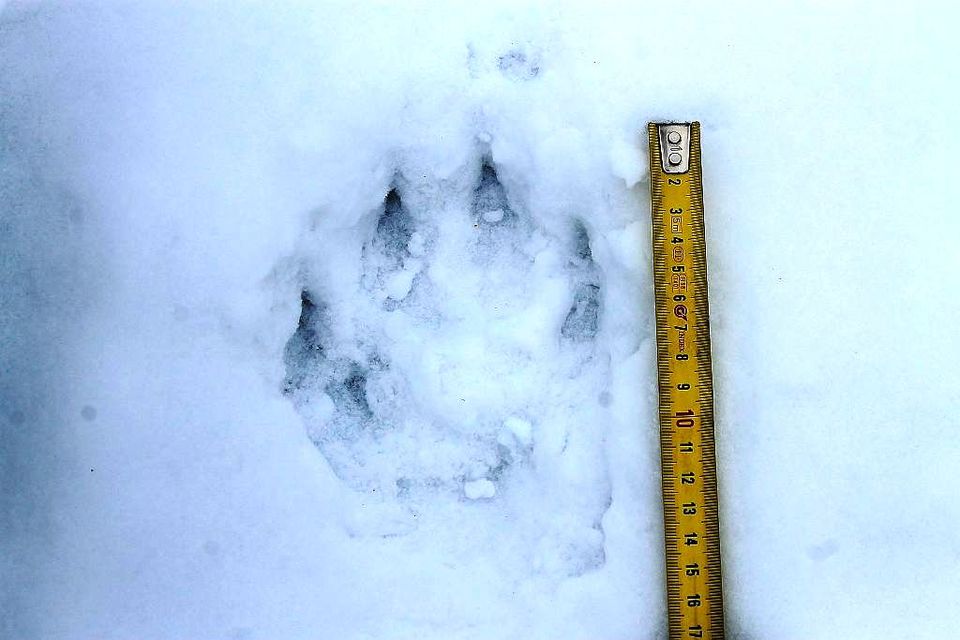 A wolf track in the snow from Yle's archives. (Yle)