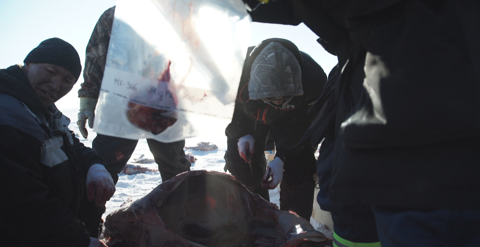 Hunters from the Arctic Canadian community of Cambridge Bay, Nunavut and researchers from the University of Calgary collect samples from a muskox on Victoria Island. (Eye on the Arctic)