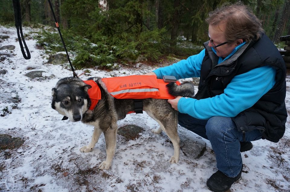 Jussi Aro and his dog Minka try out a ‘chili vest’ prototype. (Pertti Huotari / Yle)