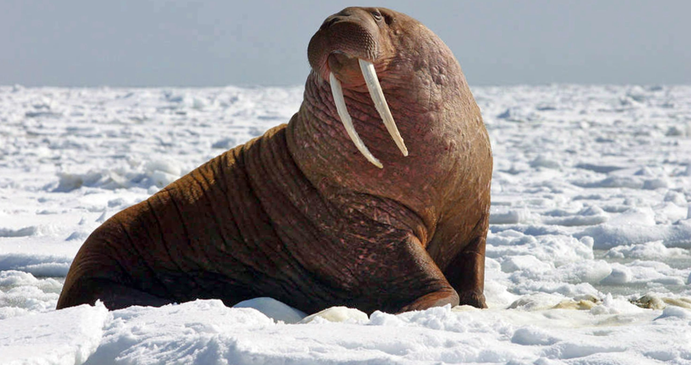 A walrus in the Bering Sea in 2004. An order by U.S. President Barack Obama withdraws about 40 percent of the area from offshore oil and gas leasing. It also reaffirms an existing ban in the area on bottom-trawl fishing. (Joel Garlich-Miller/U.S. Fish and Wildlife Service/AP)