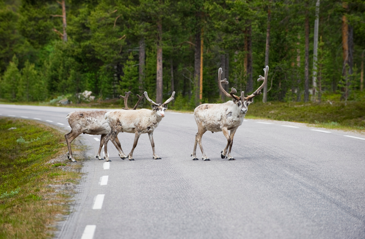 2016 has been a record year for accidents involving wildlife on Sweden's road network. (iStock)