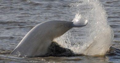 arctic-freeze-coming-later-beluga-whales-have-shifted-later-fall-migration