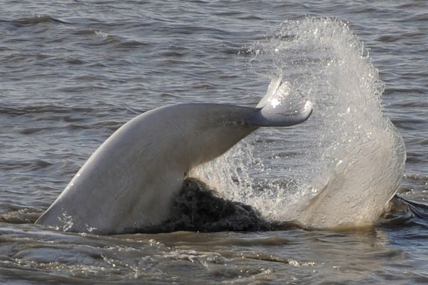 arctic-freeze-coming-later-beluga-whales-have-shifted-later-fall-migration