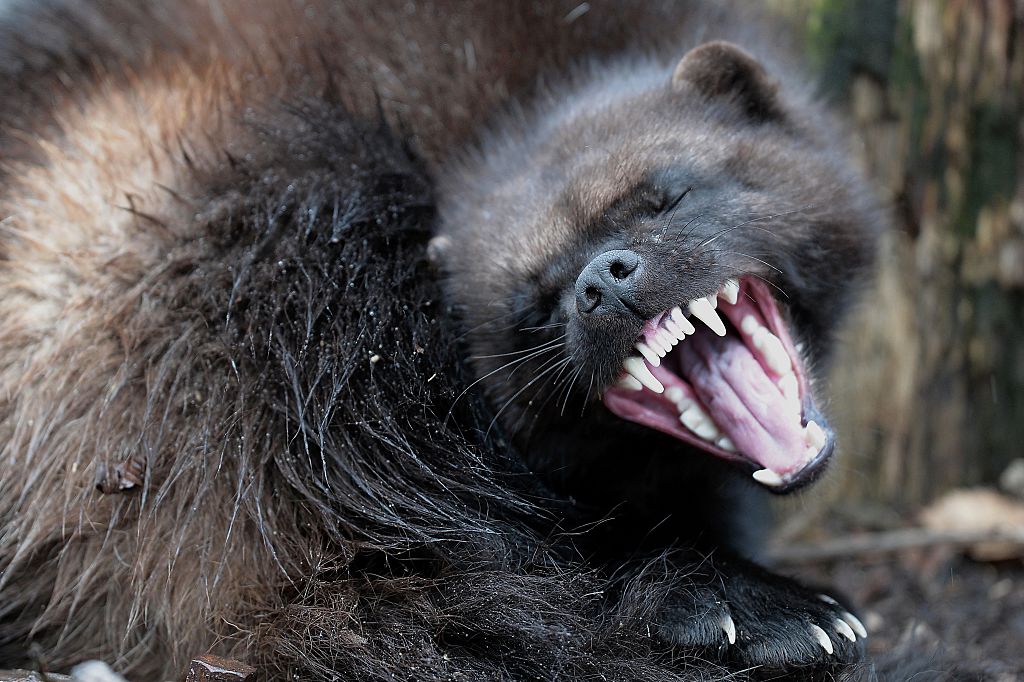 Finland's wolverines again in hunters' sights after 35 years? – Eye on the  Arctic