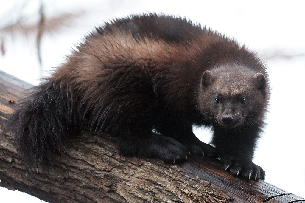 Finland’s wolverines again in hunters’ sights after 35 years? – Eye on