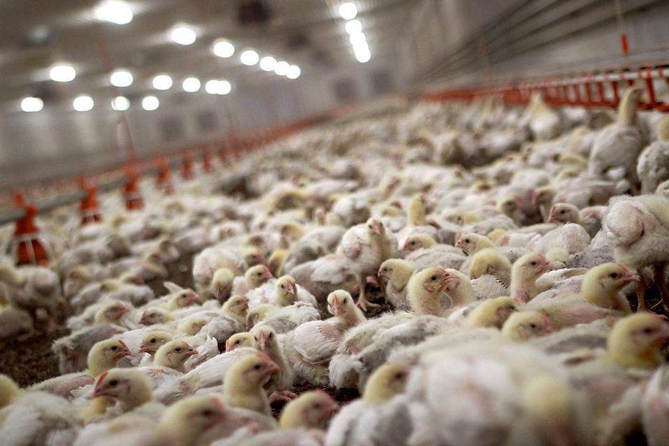 finnish-farming-lobbies-decry-wwf-meat-guide