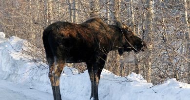alaska-experiments-with-new-moose-counting-method