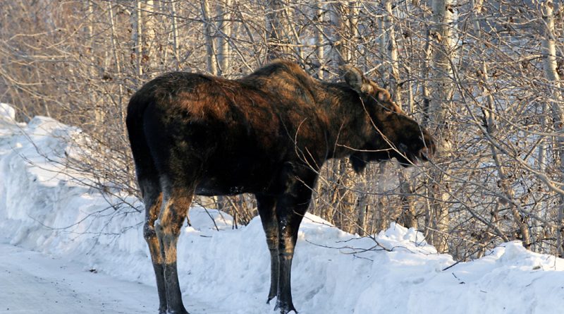alaska-experiments-with-new-moose-counting-method