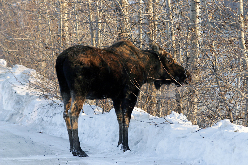 alaska-experiments-with-new-moose-counting-method