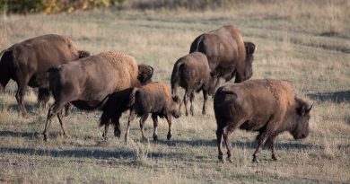 an-alaska-volcano-and-dna-reveal-the-timing-of-bisons-arrival-in-north-america