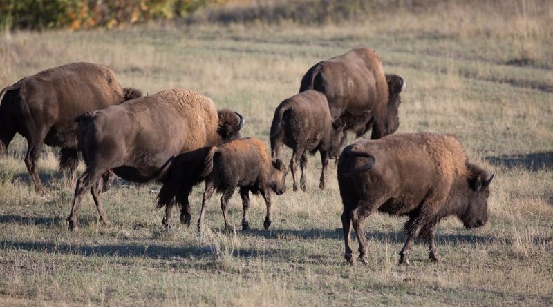 an-alaska-volcano-and-dna-reveal-the-timing-of-bisons-arrival-in-north-america