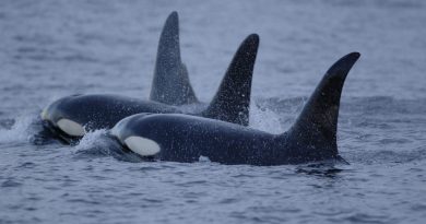 killer-whales-in-once-icy-arctic-waters-are-scaring-away-narwhals