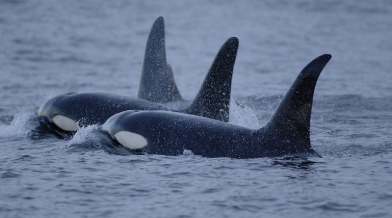 killer-whales-in-once-icy-arctic-waters-are-scaring-away-narwhals