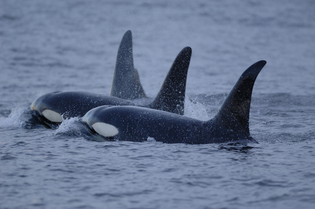 killer-whales-in-once-icy-arctic-waters-are-scaring-away-narwhals