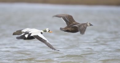 new-project-count-eider-population-poisoned-ammunition-alaska