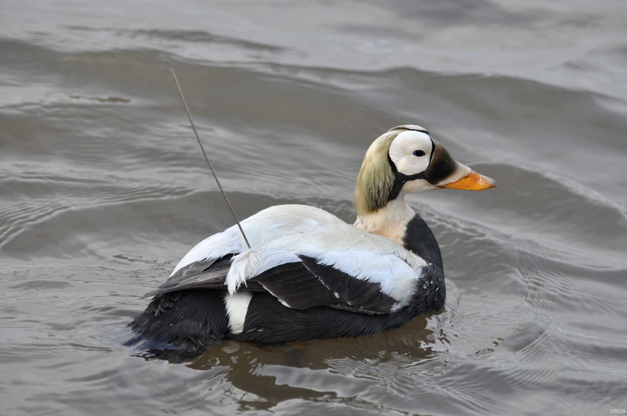 new-project-count-eider-population-poisoned-ammunition-alaska