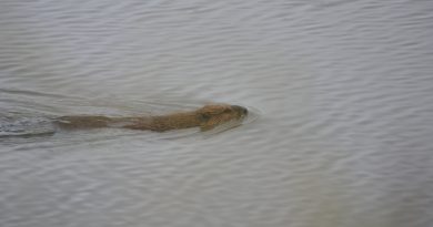 as-woody-shrubs-move-north-in-a-warming-arctic-so-do-beavers