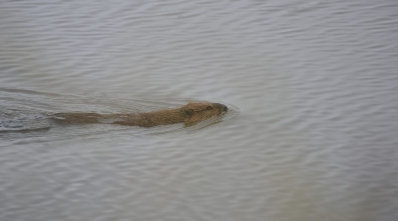 as-woody-shrubs-move-north-in-a-warming-arctic-so-do-beavers