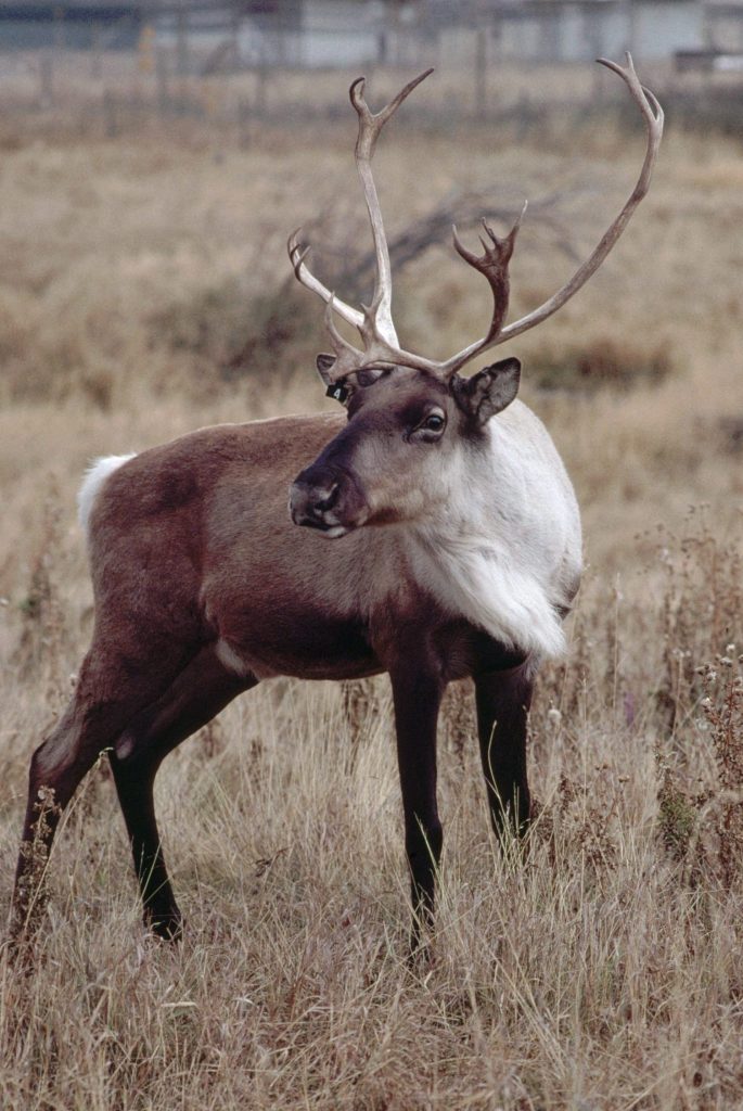 charity-group-sues-canadian-government-over-caribou-5
