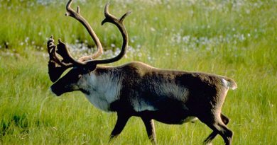 charity-group-sues-canadian-government-over-caribou