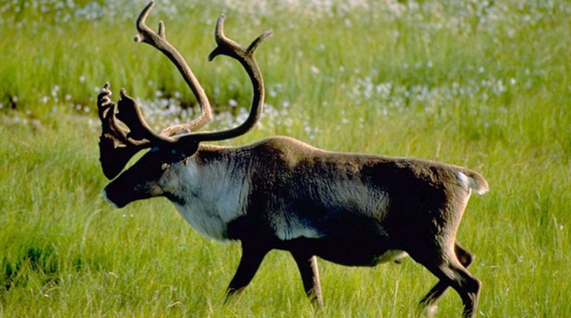 charity-group-sues-canadian-government-over-caribou